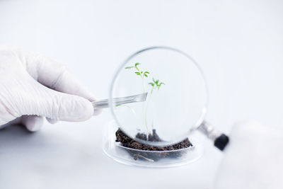 Scientist lifting seedling with tweezers and looking through magnifying glass