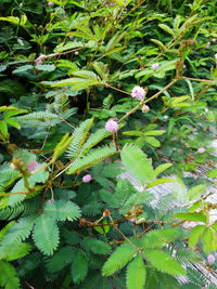 High angle view of flowers on tree