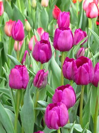 Close-up of pink tulips