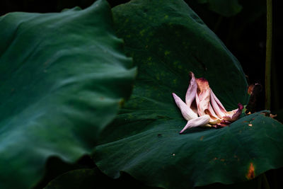 Close-up of grasshopper on leaf