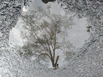 Reflection of tree in puddle during winter