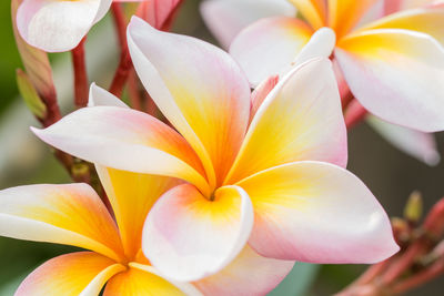 Close-up of frangipani flowers