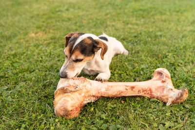 Dog resting on field