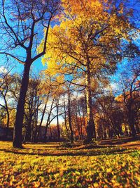 Trees on field during autumn