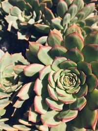 High angle view of succulent plant