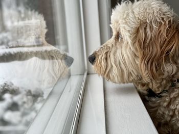 Close-up of dog looking out the window and sees reflection 
