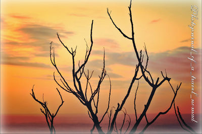 Silhouette of trees at sunset