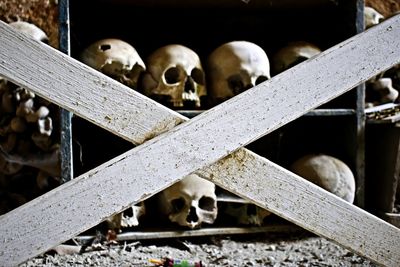 Human skull in shelf