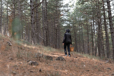 A woman is walking in the woods wnjoying the view and holding a basket for mushroom picking