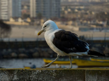 Close-up of bird perching on retaining wall in city