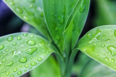 Close-up of raindrops on leaves