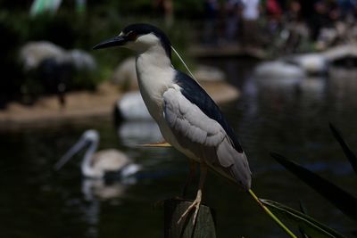 High angle view of gray heron perching on lake