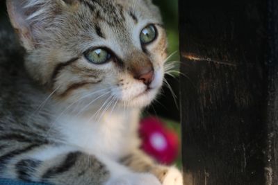 Close-up portrait of cat