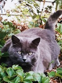 Portrait of cat on tree