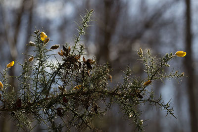 Close-up of plant against white background