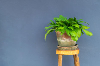 Close-up of plant against blurred background