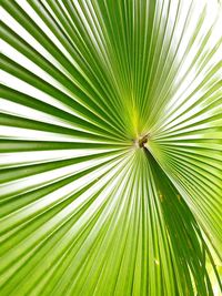 Full frame shot of palm leaves