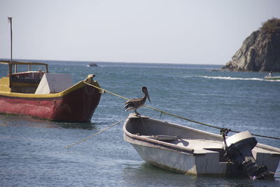 Side view of pelican perching on boat at sea