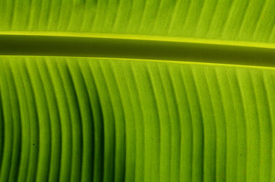 Full frame shot of palm leaf