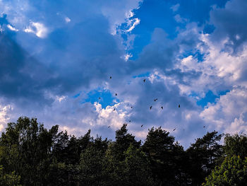 Low angle view of silhouette trees against sky