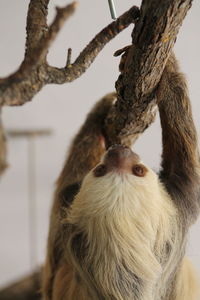 Close-up portrait of horse hanging on tree