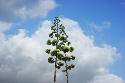 Low angle view of tree against sky