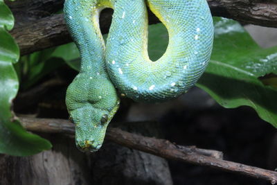 Close-up of a snake on tree