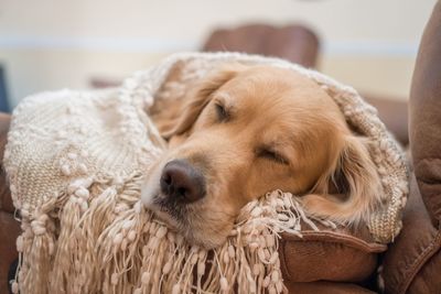 Close-up of dog sleeping