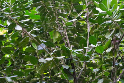 Close-up of green plant