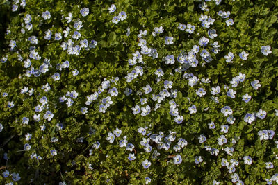 Full frame shot of white flowering plants