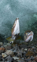 Pink salmon's run in rausu, hokkaido , japan