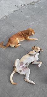 High angle view of dog sleeping on footpath