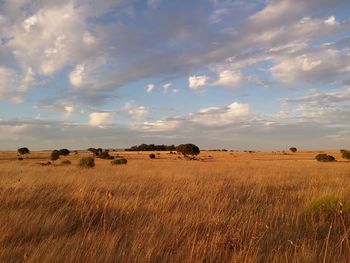 Scenic view of field against sky