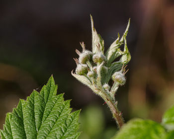 Close-up of plant growing outdoors