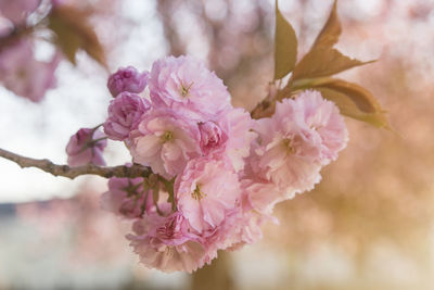 Close-up of pink cherry blossom