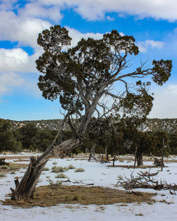 Trees on landscape against sky during winter