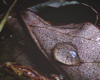 Close-up of leaf