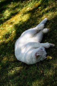 High angle view of a cat resting on field