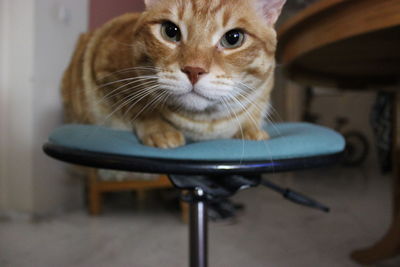 Portrait of cat sitting on table