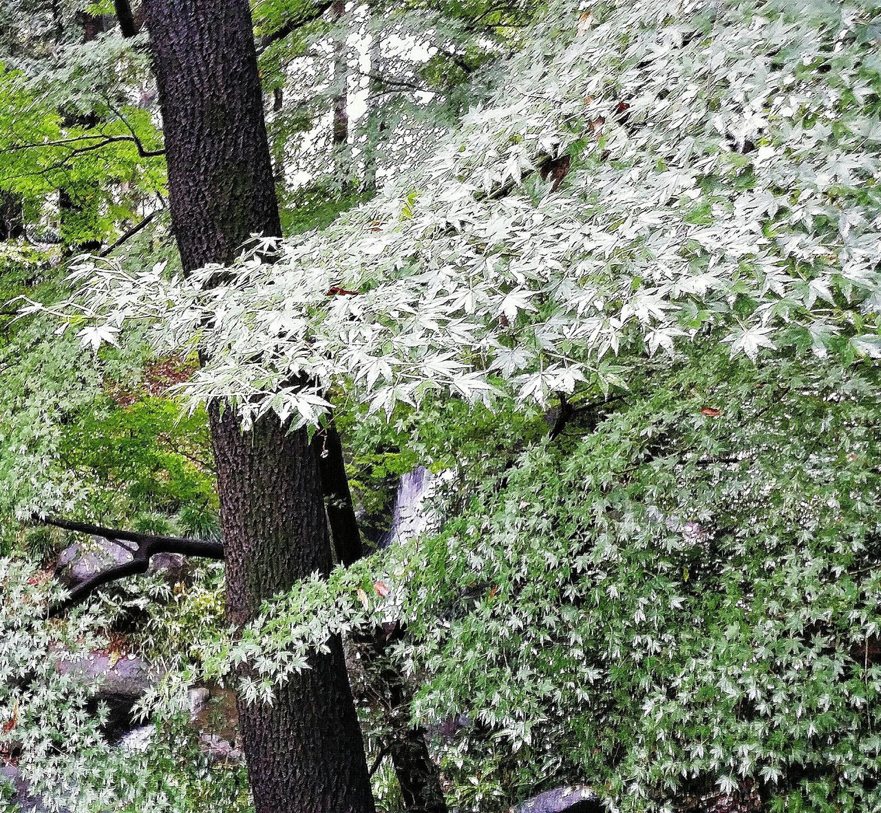 growth, plant, nature, flower, green color, beauty in nature, high angle view, growing, tree, moss, day, tranquility, white color, outdoors, sunlight, no people, textured, tree trunk, field, grass