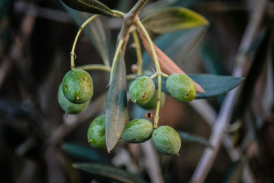 Close-up of fruit growing on tree