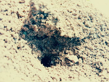 High angle view of ants on sand