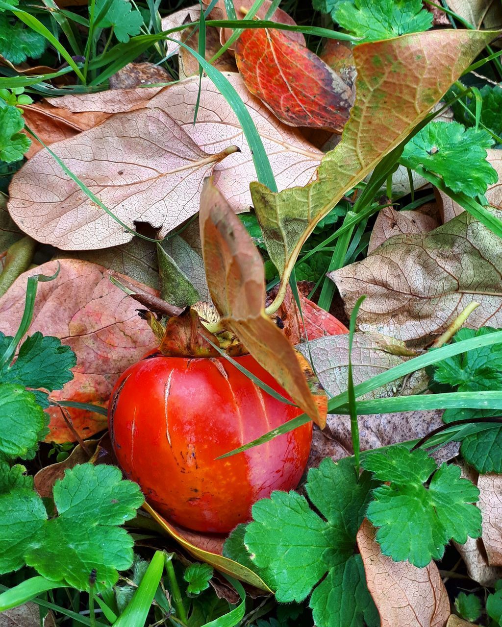 CLOSE-UP OF RED BERRIES GROWING ON FIELD DURING AUTUMN