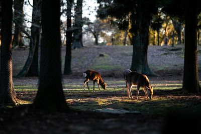 Horses in a field