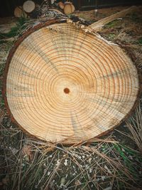 High angle view of tree stump on field