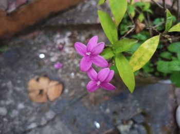 High angle view of pink flowering plant