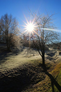 Close-up of tree against sunlight