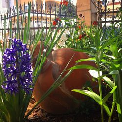 Close-up of potted plant