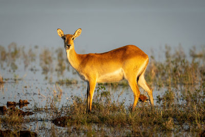 Female red lechwe stands staring in river