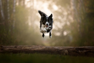 Dog running on a land